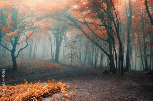 Fototapeta na wymiar trees with red leafs in a forest with fog