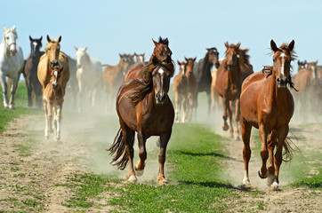 Naklejka na meble Horse