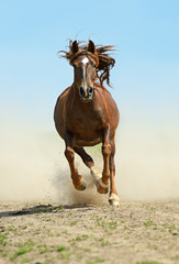 Wall Mural - Horse