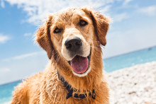Hund Am Strand