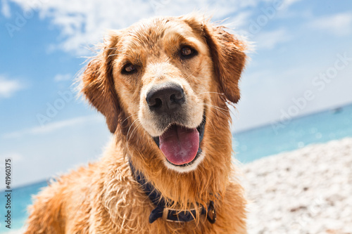 Foto-Stoffbanner - Hund am Strand (von herl)