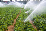 Fototapeta  - Agriculture water spray