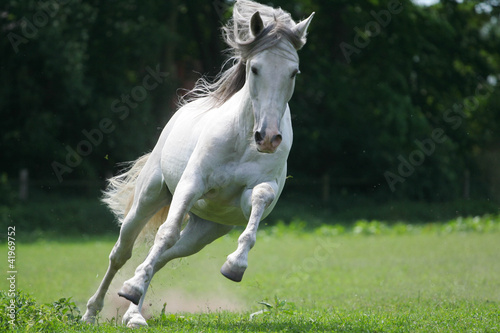 Naklejka dekoracyjna Biały wolny koń w galopie