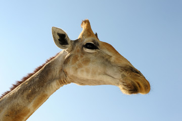 Giraffe head from under.