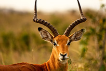 Male Impala Chewing Grass