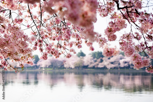 Cherry Blossoms over Tidal Basin in Washington DC - 41977013