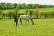 Two horses, a mare and a colt in Spring pasture
