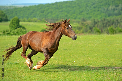 Obraz w ramie Horse