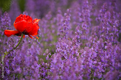 Naklejka - mata magnetyczna na lodówkę Mohn in Violett