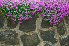Flowers On The Garden Walls Of Rough Stone
