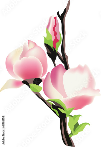 galaz-magnolia-wektorowa-ilustracja