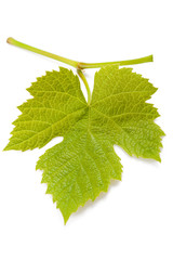 Wall Mural - Vine leaf