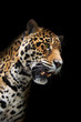 canvas print picture Jaguar head in darkness, isolated