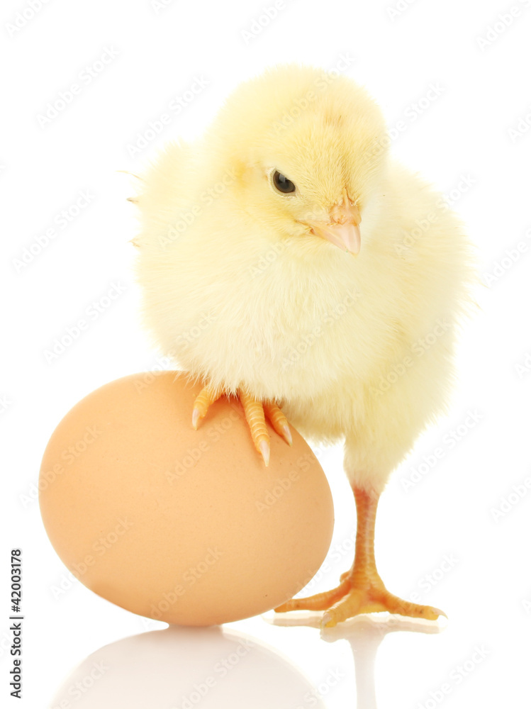beautiful little chicken and egg isolated on the white