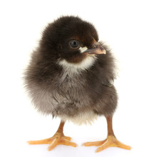 Beautiful Black Little Chicken Isolated On The White