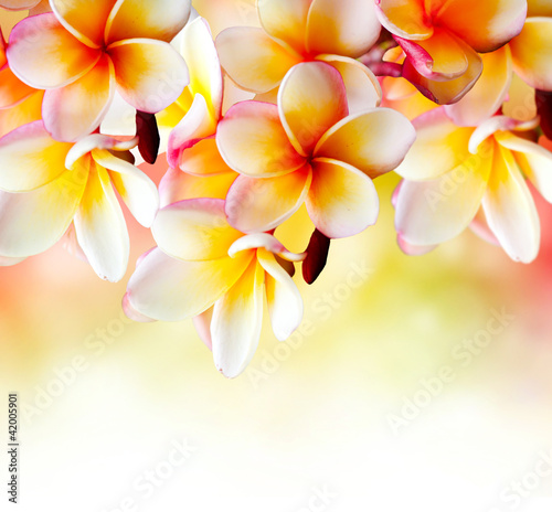 frangipani-tropical-spa-flower-projekt-granicy-plumeria