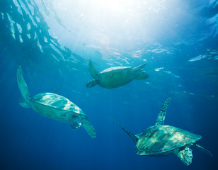 Wall Mural - school of sea turtles migrating