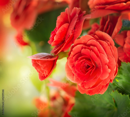 Begonia flower - 42011566