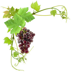 Canvas Print - grappe de raisin et feuilles de vigne