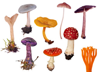 Poster - set of isolated different toadstools