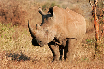 Wall Mural - white rhinoceros