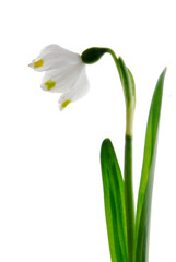 Poster - snowdrop flower