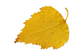 Fototapeta  - Suszony liść brzozy