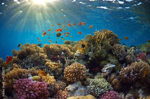 Nowoczesny obraz na płótnie Coral reef