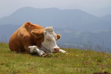 A Sleeping Cow Free Stock Photo - Public Domain Pictures