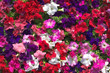 Close-up on multi colored petunia flowers
