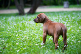 Fototapeta  - Rhodesian ridgeback puppy outdoors