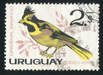 Sticker - Yellow Cardinal