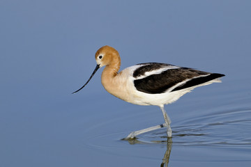 Wall Mural - american avocet, recurvirostra americana