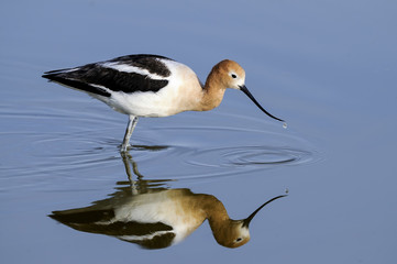 Wall Mural - american avocet, recurvirostra americana