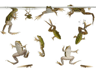 Edible Frogs, Rana esculenta, and tadpoles swimming under water