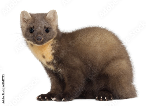 Fotografija European Pine Marten or pine marten, Martes martes, 4 years old