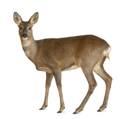 Wall Mural - european roe deer, capreolus capreolus, 3 years old