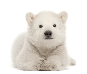 polar bear cub, ursus maritimus, 3 months old, lying
