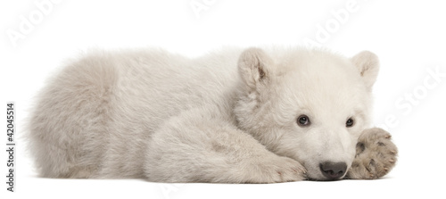 Fotomural Polar bear cub, Ursus maritimus, 3 months old, lying
