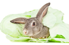 Gray Rabbit In A Cabbage