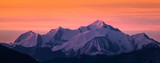 Fototapeta Tulipany - Mont Blanc