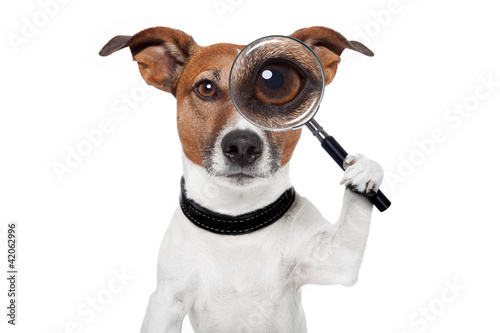 Cuadros en Lienzo searching dog with magnifying glass