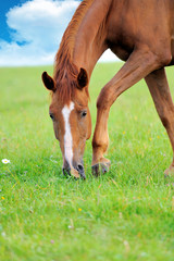 Wall Mural - horse