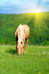 Wall Mural - Horse