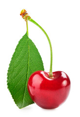 Wall Mural - Sweet cherry