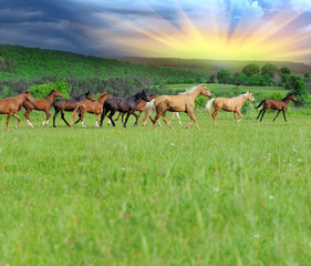 Wall Mural - horse