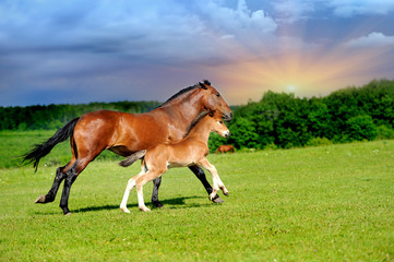 Fotoroleta trawa arabian łąka