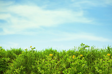 Summer meadow and sky with clouds