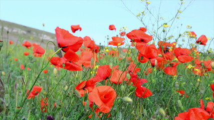 Wall Mural - Red poppy on the green field. Footage 1920x1080