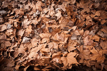 Dead Leaves Shot Ideal For Backgrounds And Textures
